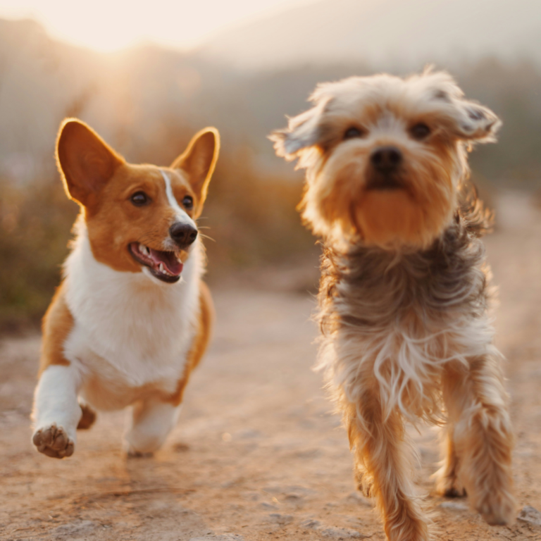 Un Corgi et un Yorkshire Terrier courant joyeusement sur un chemin en terre au coucher du soleil.