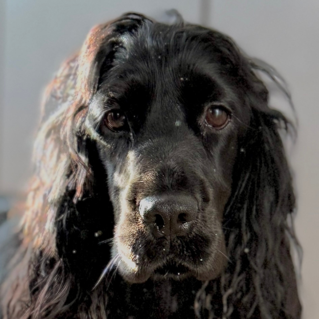 Portrait en gros plan d'un Cocker Spaniel noir nommé Vick regardant l'objectif avec douceur.